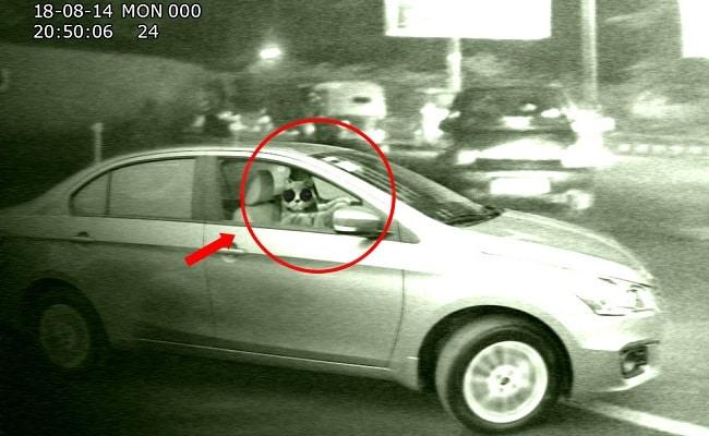 Lady Faints at Traffic Light Spots Cat Driving a Car!