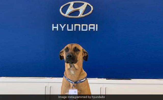 Tucson Prime is a street dog, who was adopted by a Hyundai showroom in Brazil and has been promoted to being a salesman, having an ID card as well.