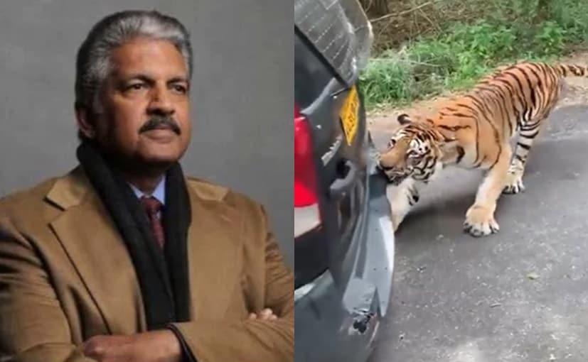 Anand Mahindra Shares Video Of A Tiger Tussling With A Xylo; Says They Both Find Mahindra Cars Delicious