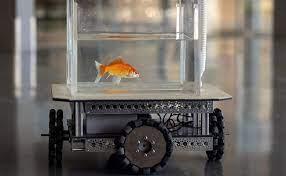 Watch This: Goldfish Successfully Drives a Tiny Car in Israel