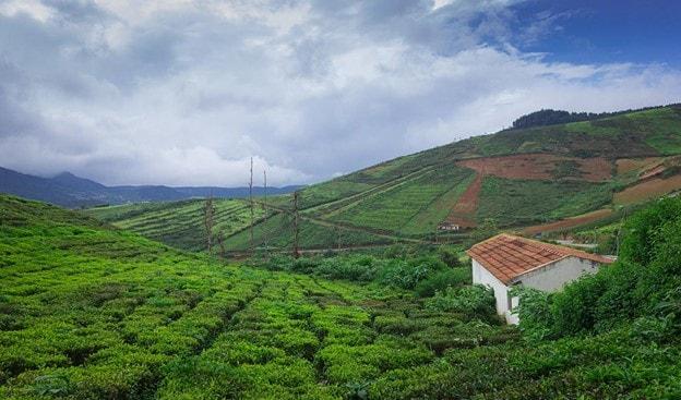 Bangalore to Coorg: A Road Trip Like No Other