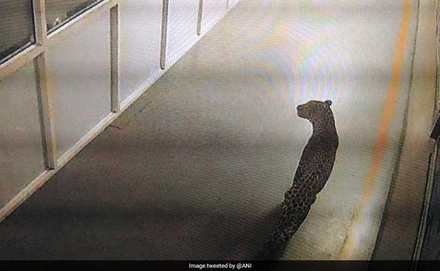 MSIL worker's union president Kuldeep Jhangu said when the guards raised alarm on seeing the big cat, it entered the main engine assembling facility of the factory.