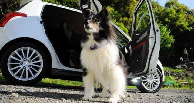 International Dog Day 2022: 5 Essential Car Accessories When Travelling With A Dog