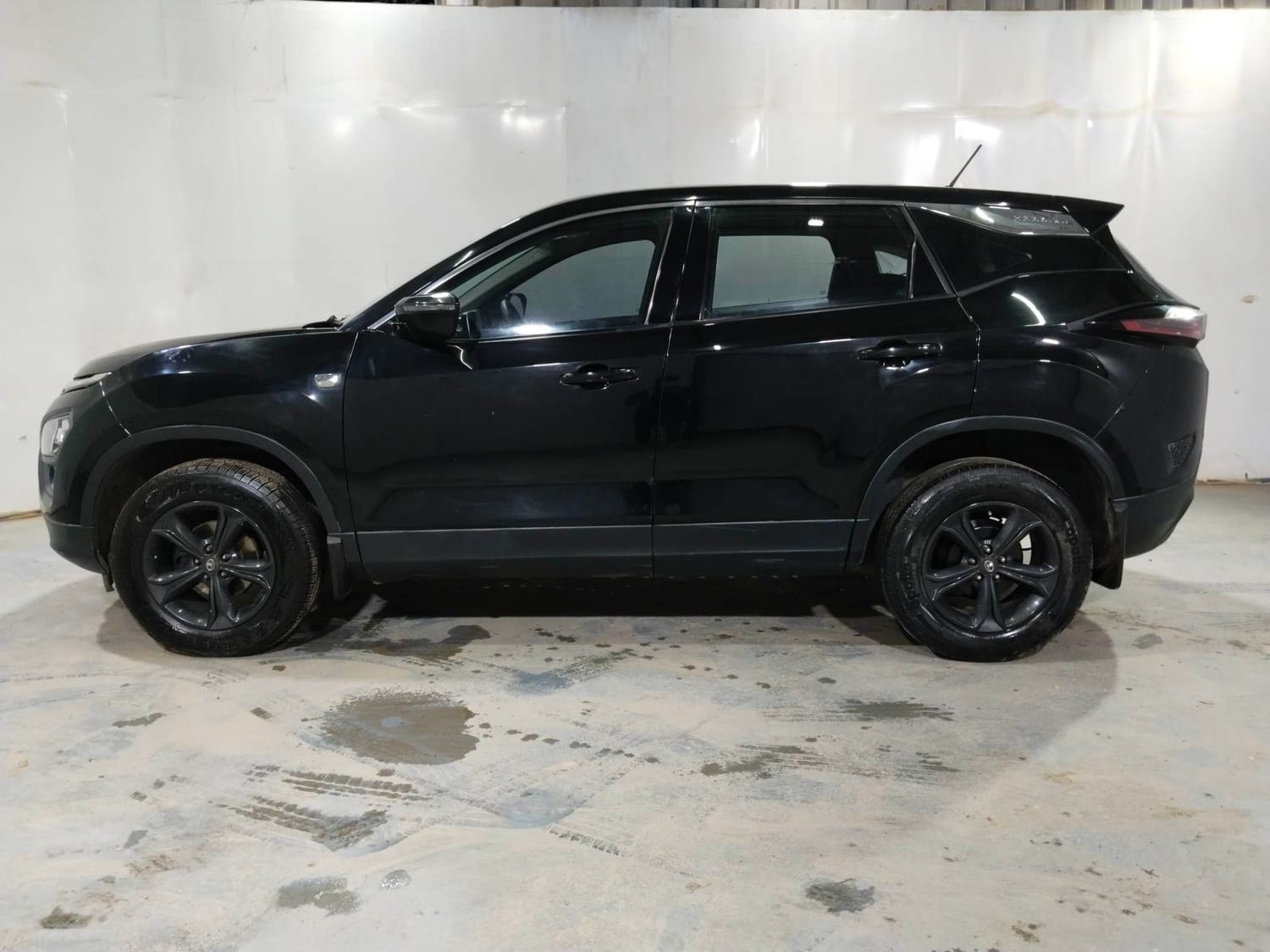 Harrier image 2 Harrier image 2