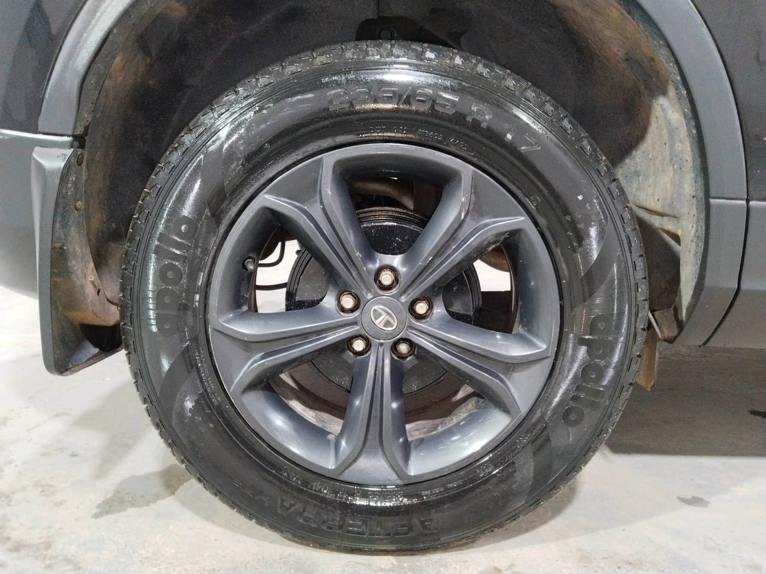 Harrier image 33 Harrier image 33