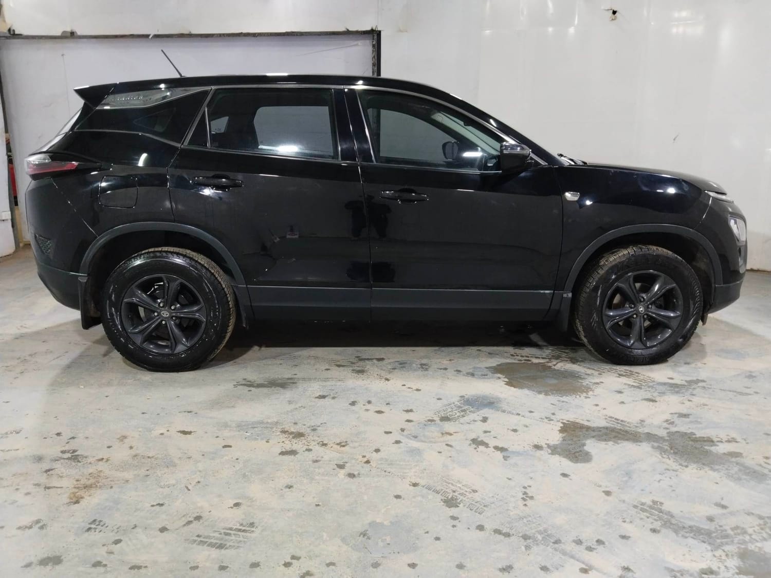 Harrier image 6 Harrier image 6