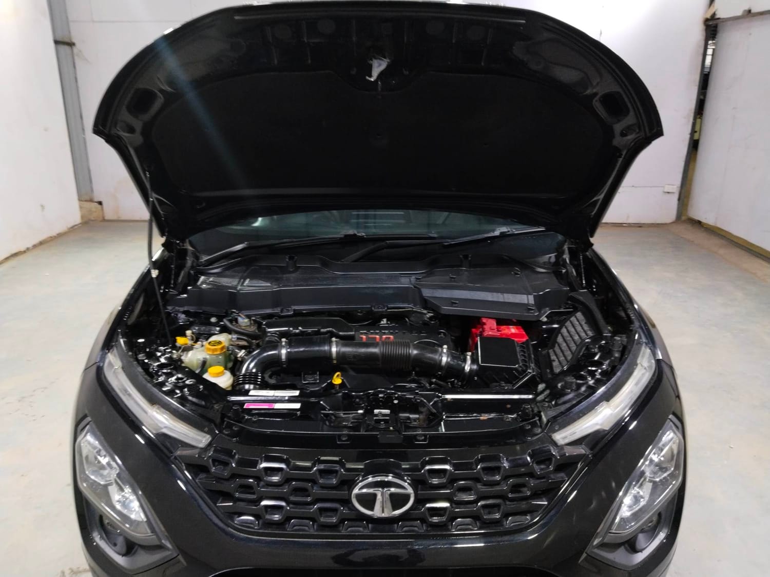 Harrier image 27 Harrier image 27