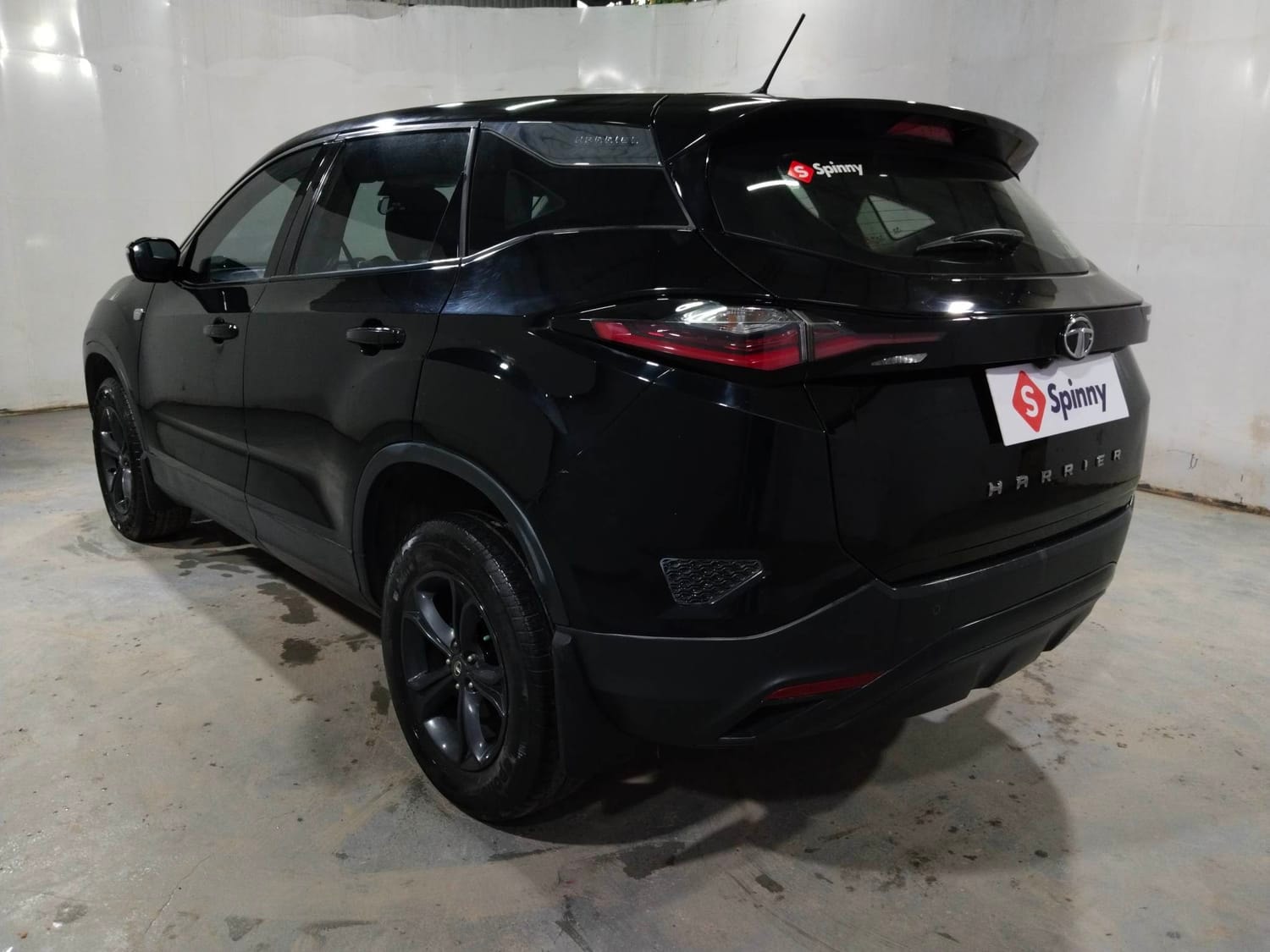 Harrier image 3 Harrier image 3