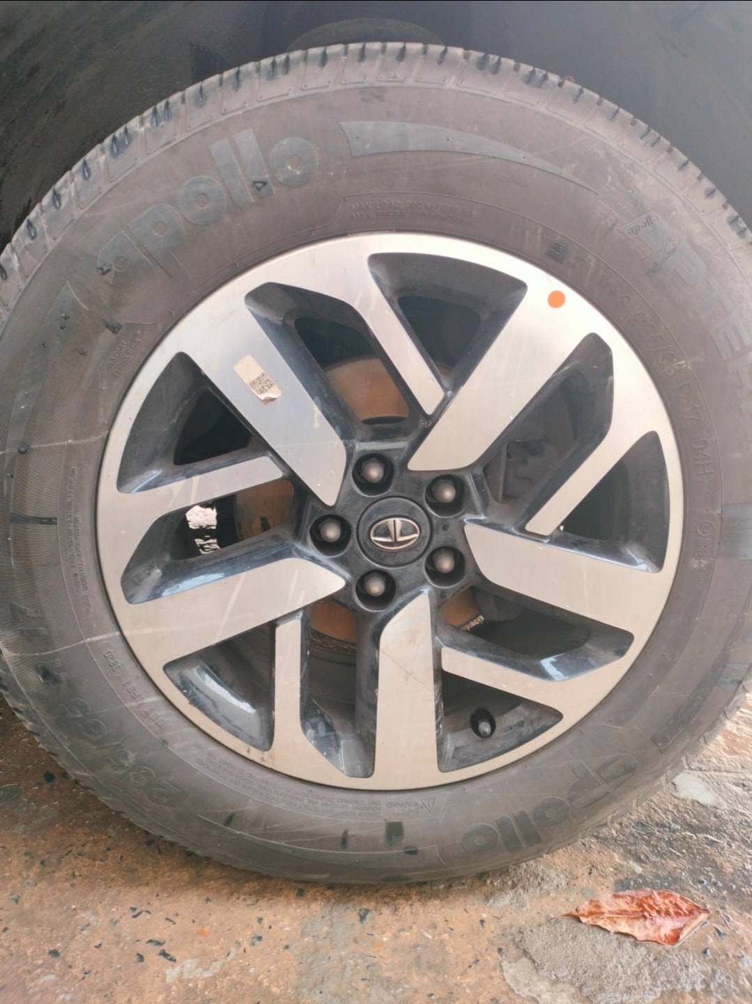 Harrier image 9 Harrier image 9