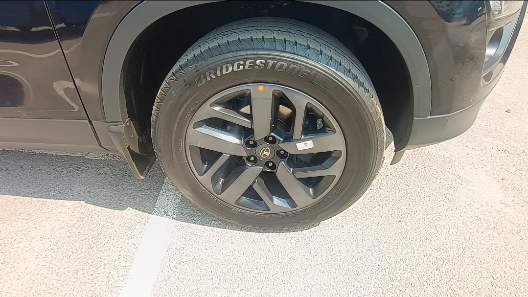 Harrier image 9 Harrier image 9