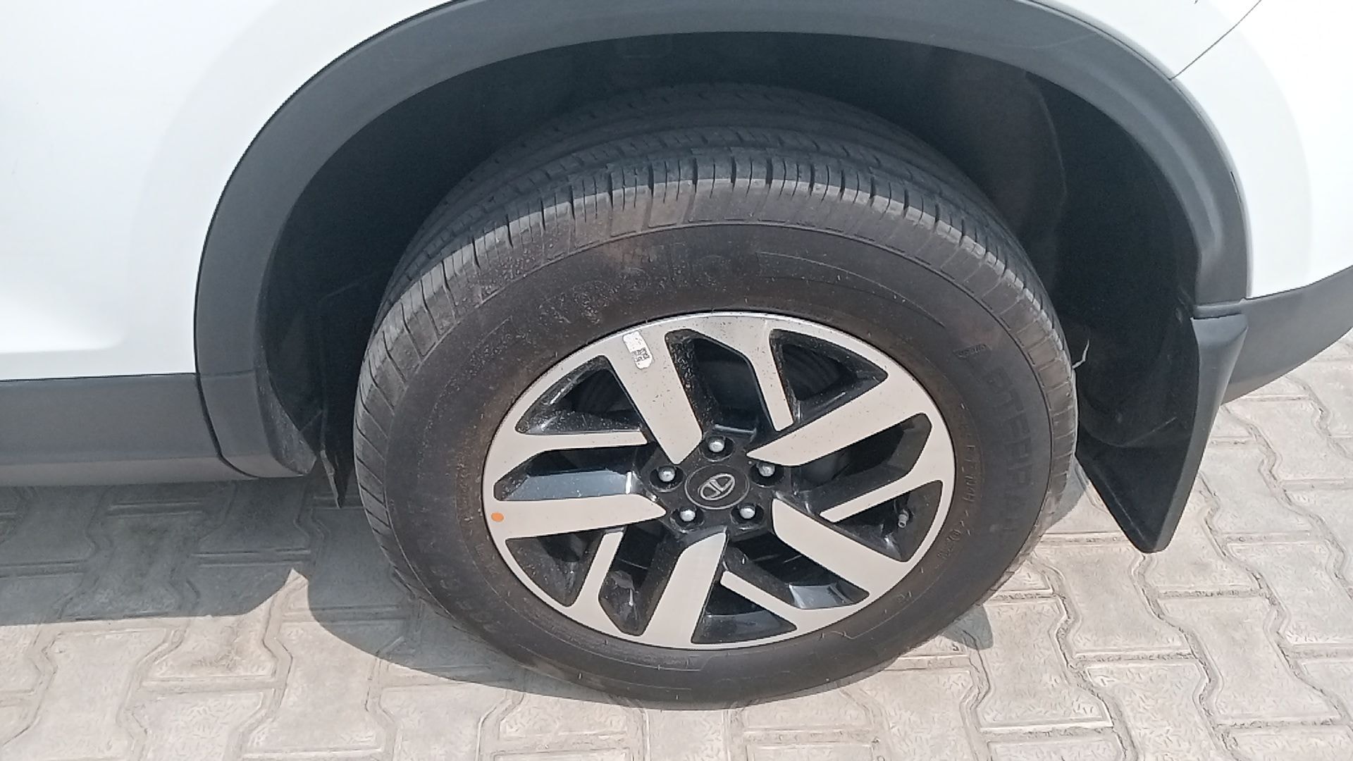 Harrier image 12 Harrier image 12