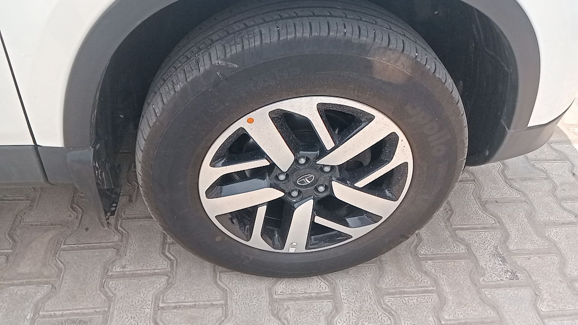 Harrier image 11 Harrier image 11