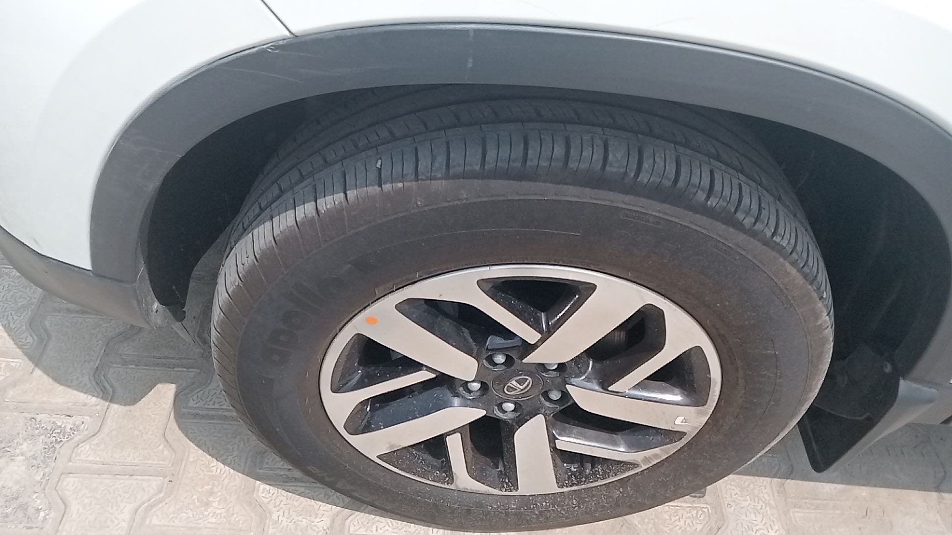 Harrier image 5 Harrier image 5