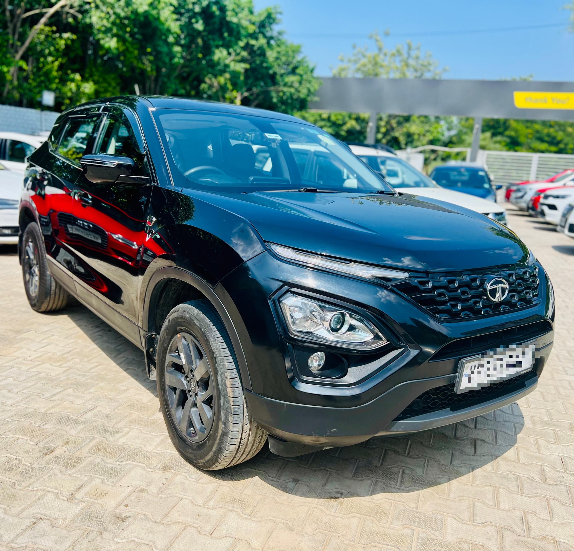 Harrier image 5 Harrier image 5