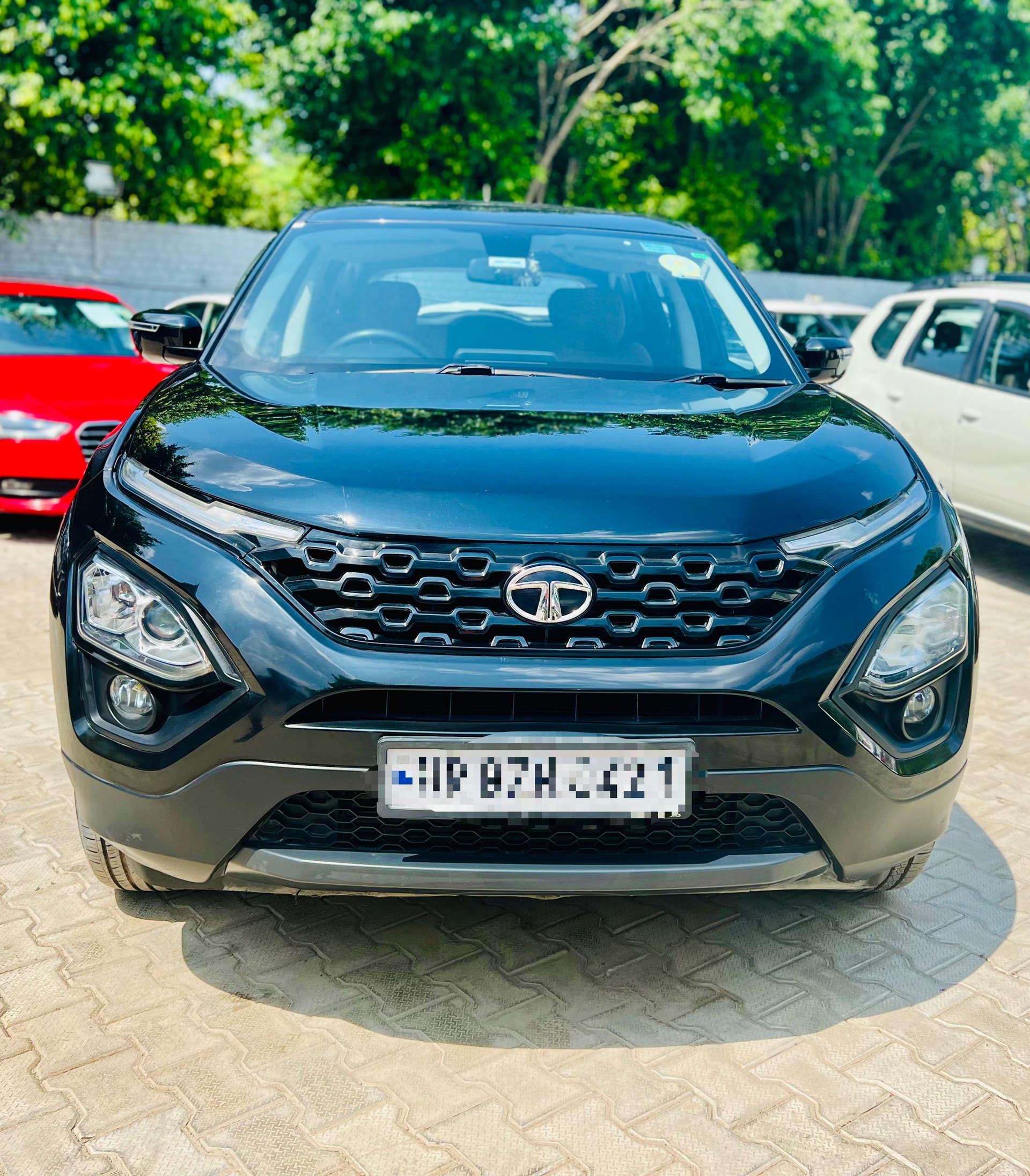 Harrier image 6 Harrier image 6