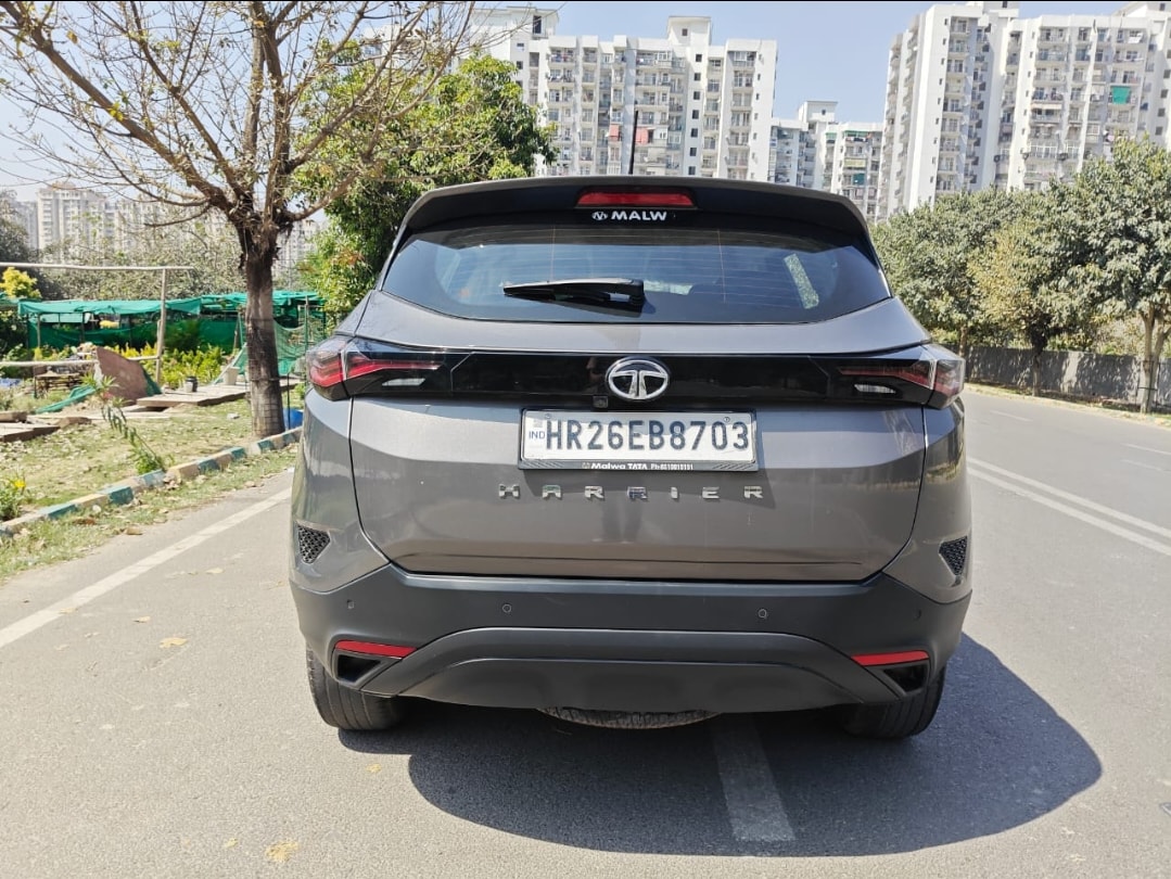 Harrier image 4 Harrier image 4