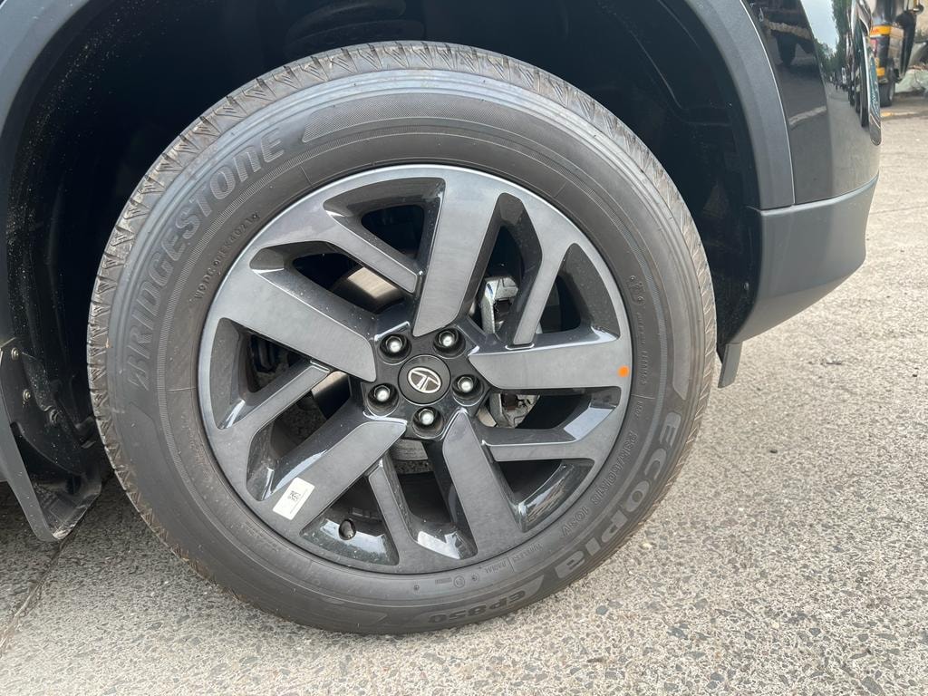 Harrier image 10 Harrier image 10